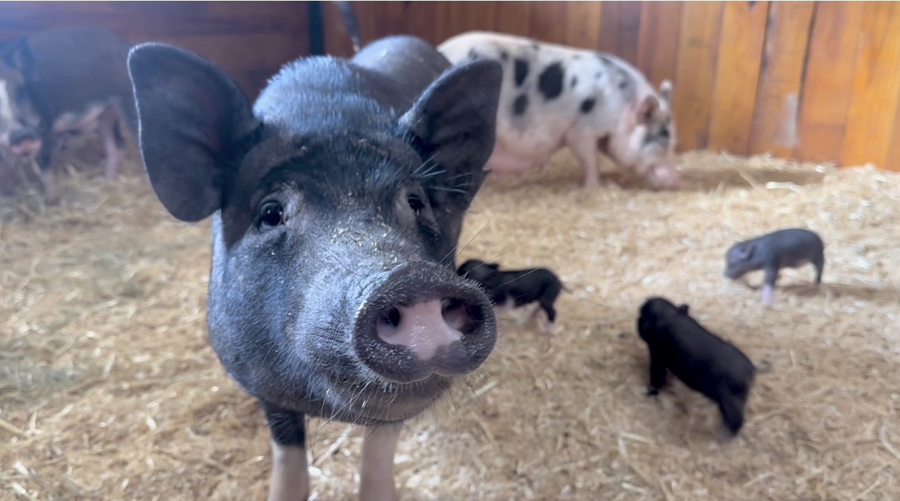 2 Rescued Pigs Each Give Birth To A Litter Of Piglets In Need Of Homes