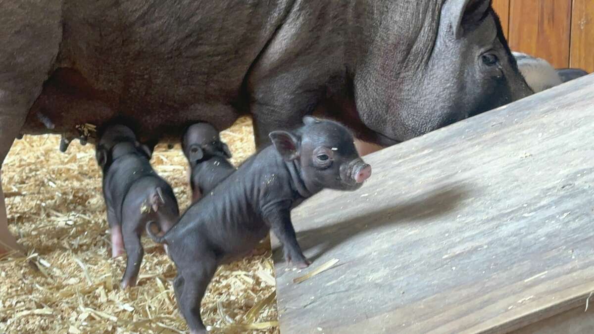 2 rescued pigs each give birth to a litter of piglets in need of homes