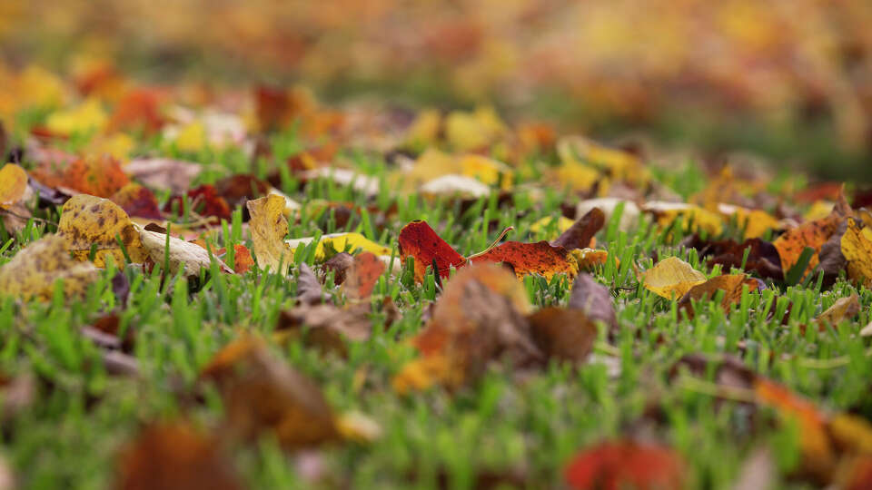 Colorful fallen leaves on Buffalo Speedway are photographed on Friday, Nov. 22, 2019, in Houston.
