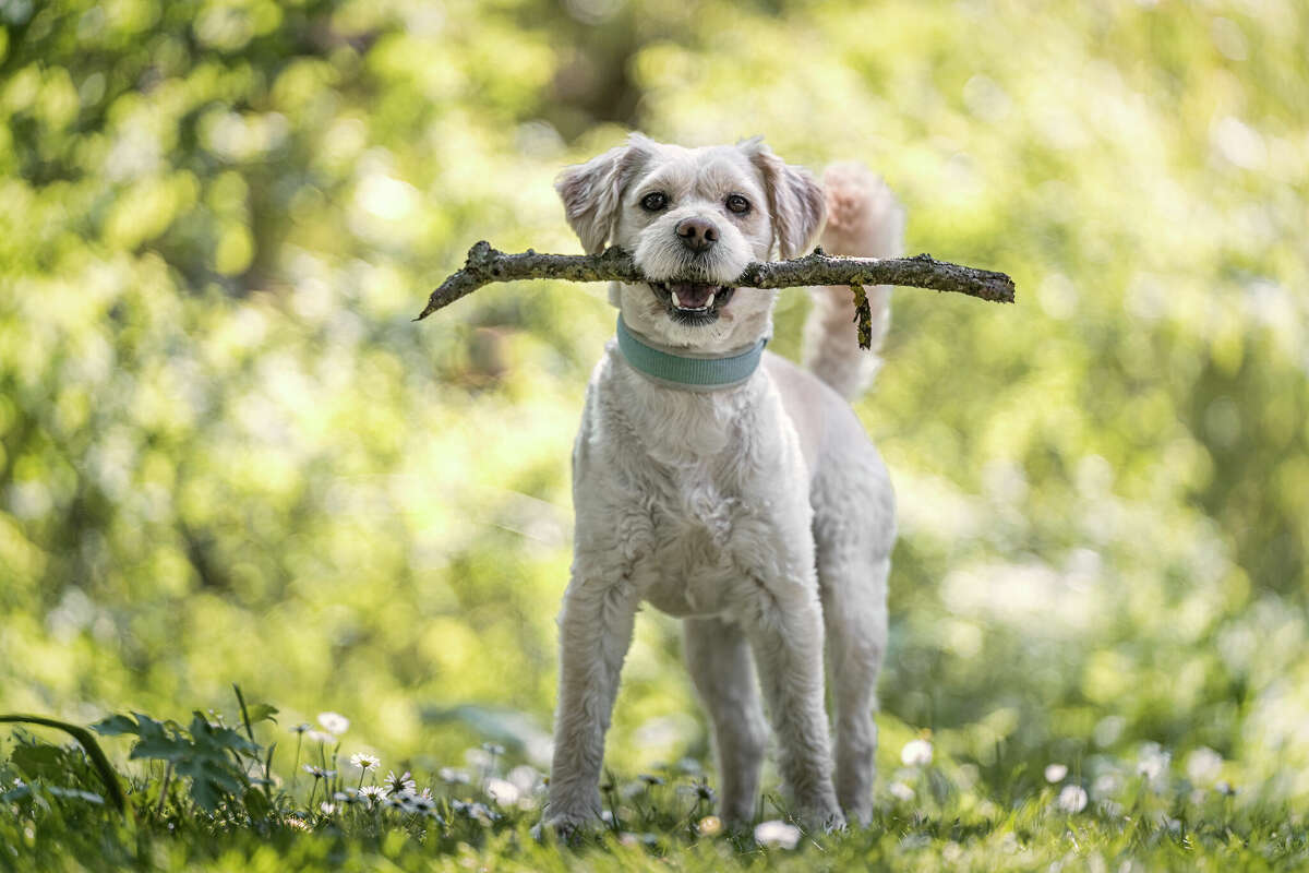 Some dogs have to be taught how to play