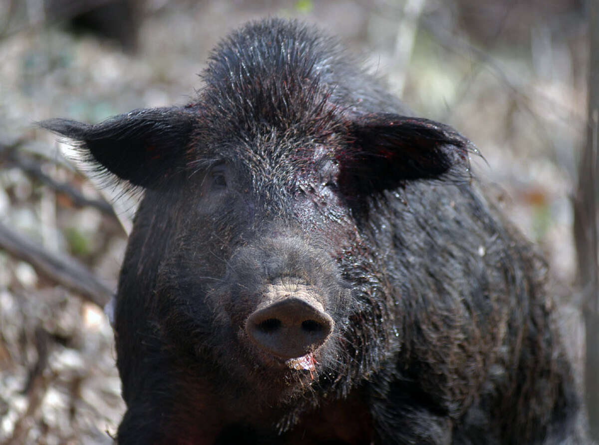 This is how hunting seasons will look in Texas this year