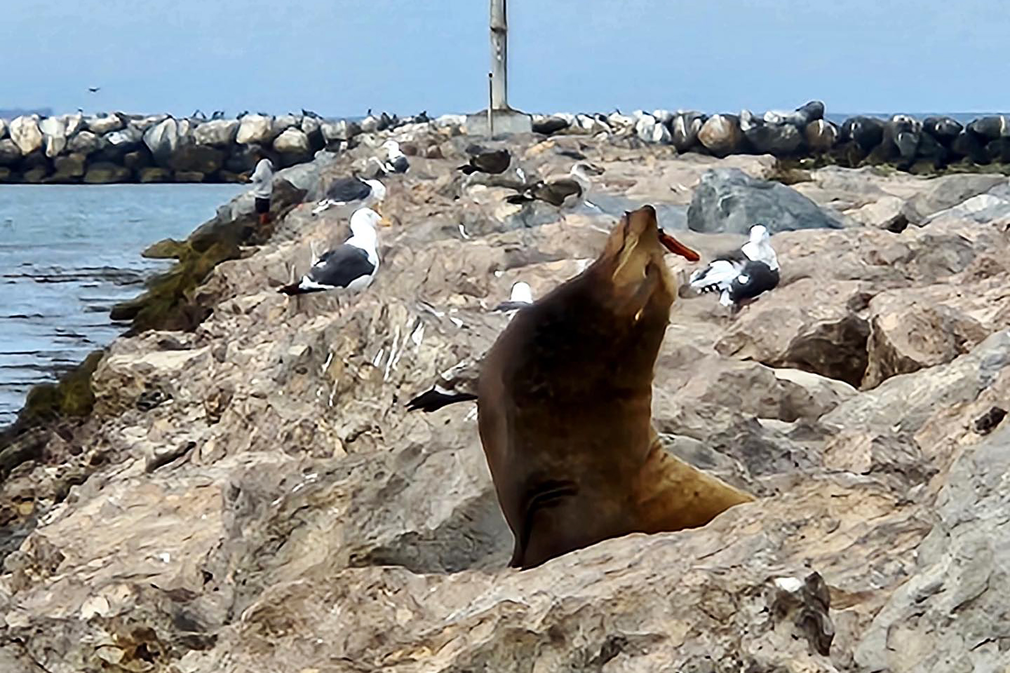 California sea lion found with knife in its face