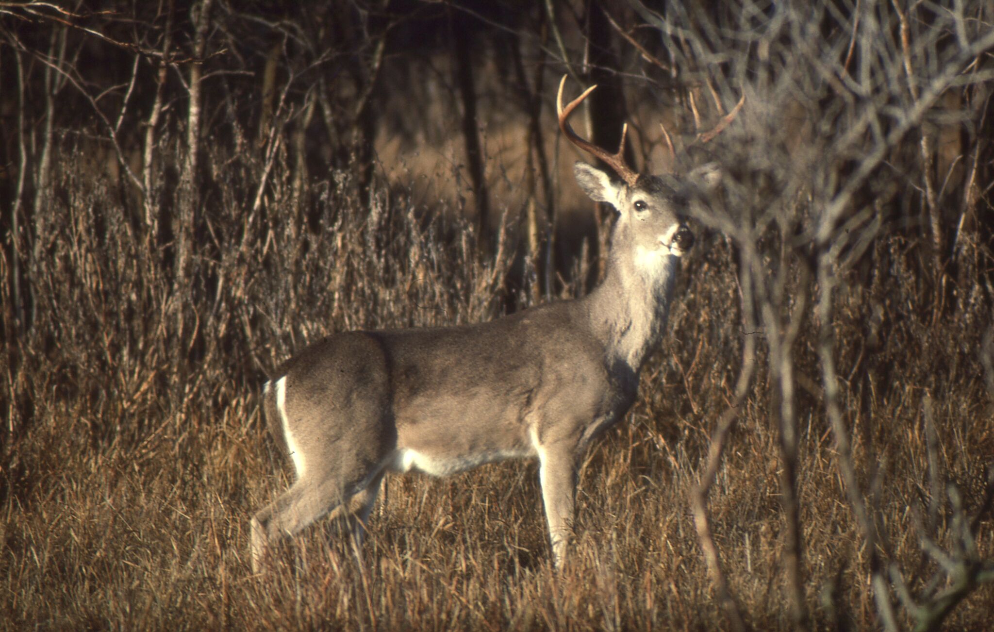 Diseases and Parasites of Maryland Deer