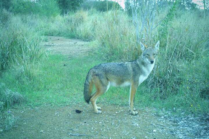 San Antonio Land Bridge Attracts Bobcat, Foxes, Wildlife