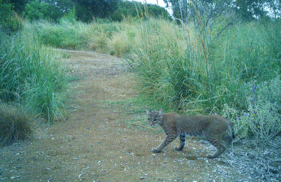 All the strange animals, wildlife in Texas in 2023