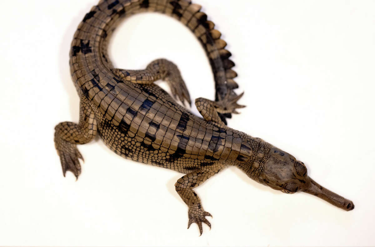 Texas zoo: 4 rare gharial crocodiles hatched in Forth Worth