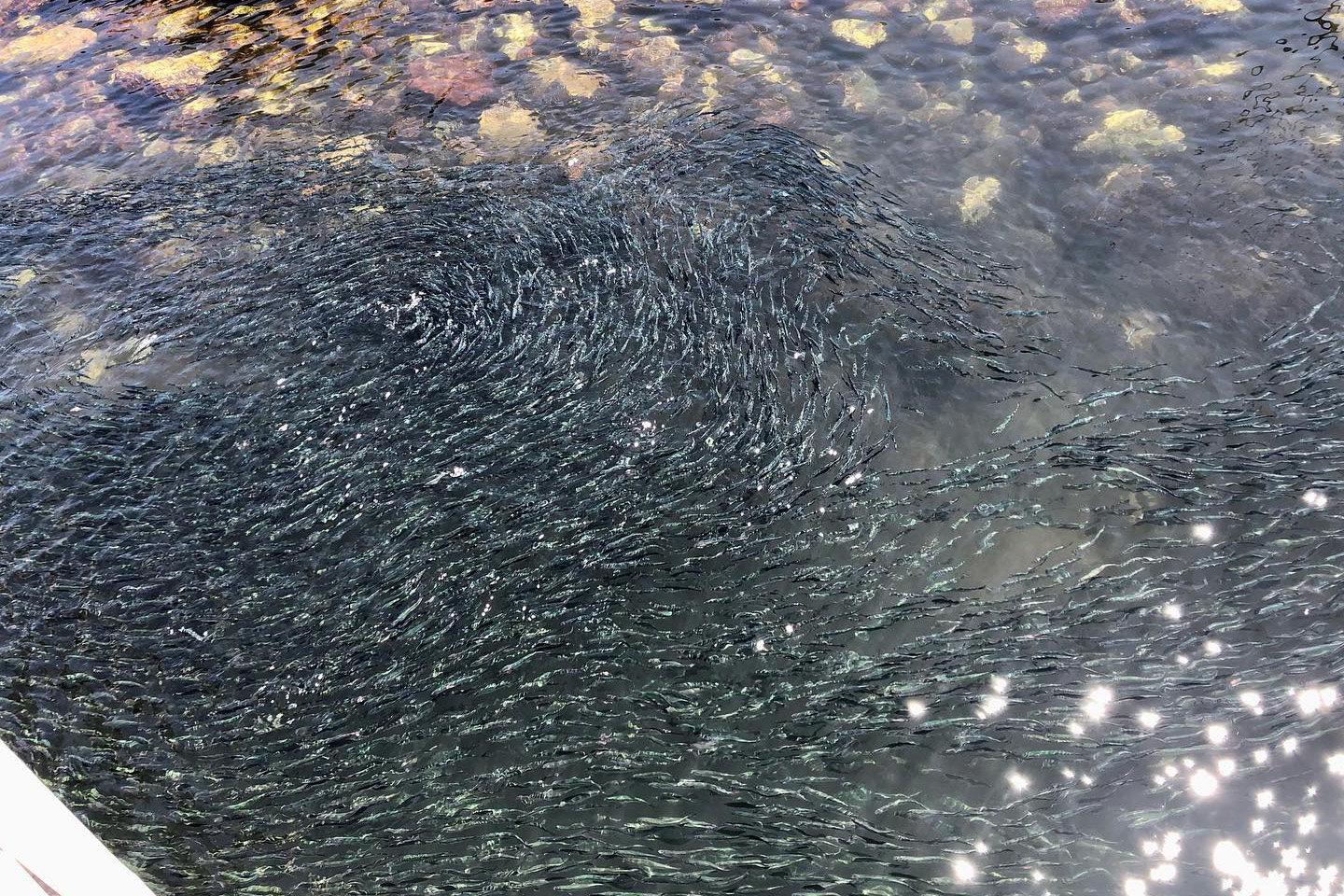 大群沙丁鱼入侵圣克鲁斯港口