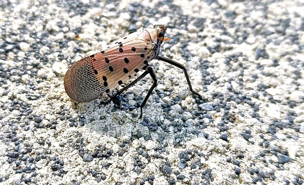 Stamford's spotted lanternfly population seems to be 'growing'