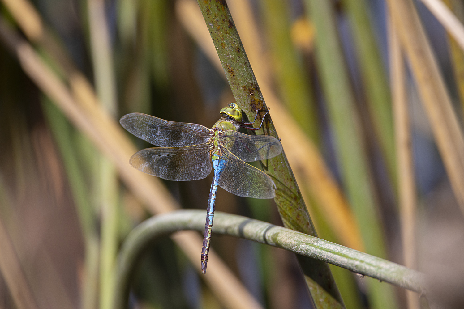 dragonflies-migrate-too-they-fly-south-for-the-winter-like-songbirds