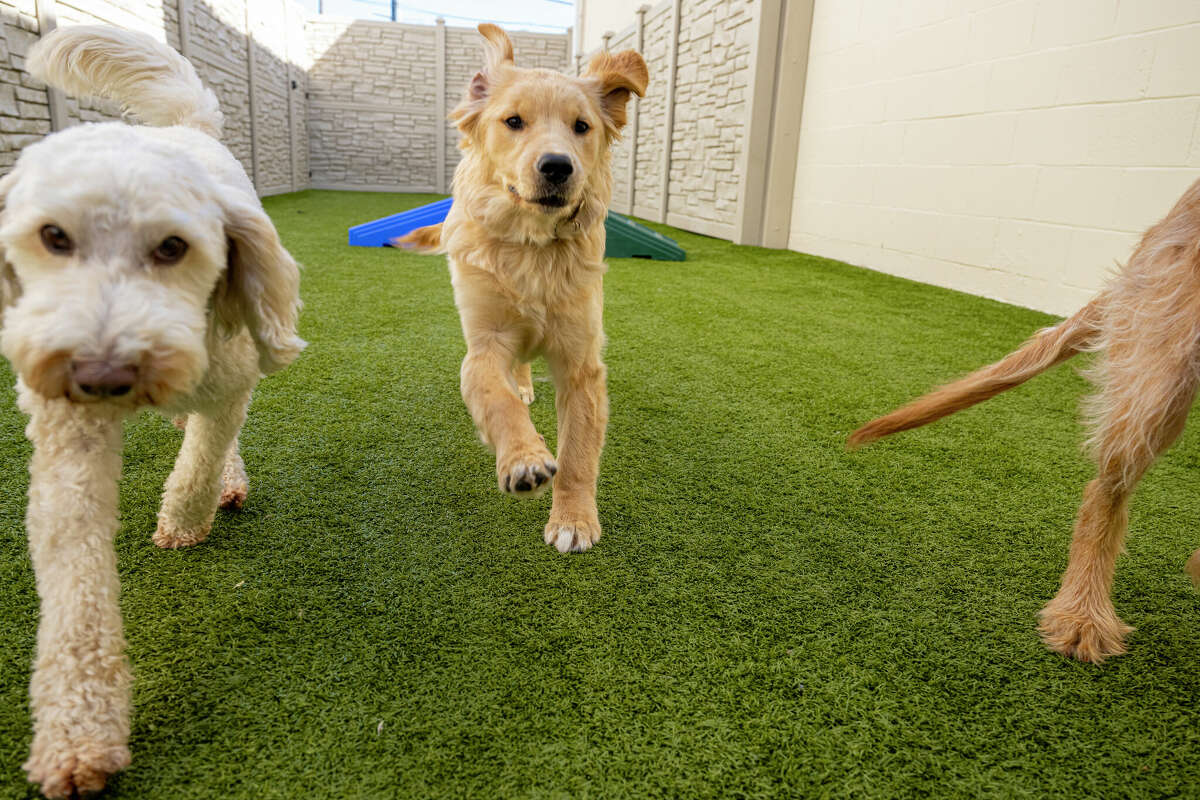 Katy dog daycare, upscale boarding kennel K9 Luxury Resorts to open