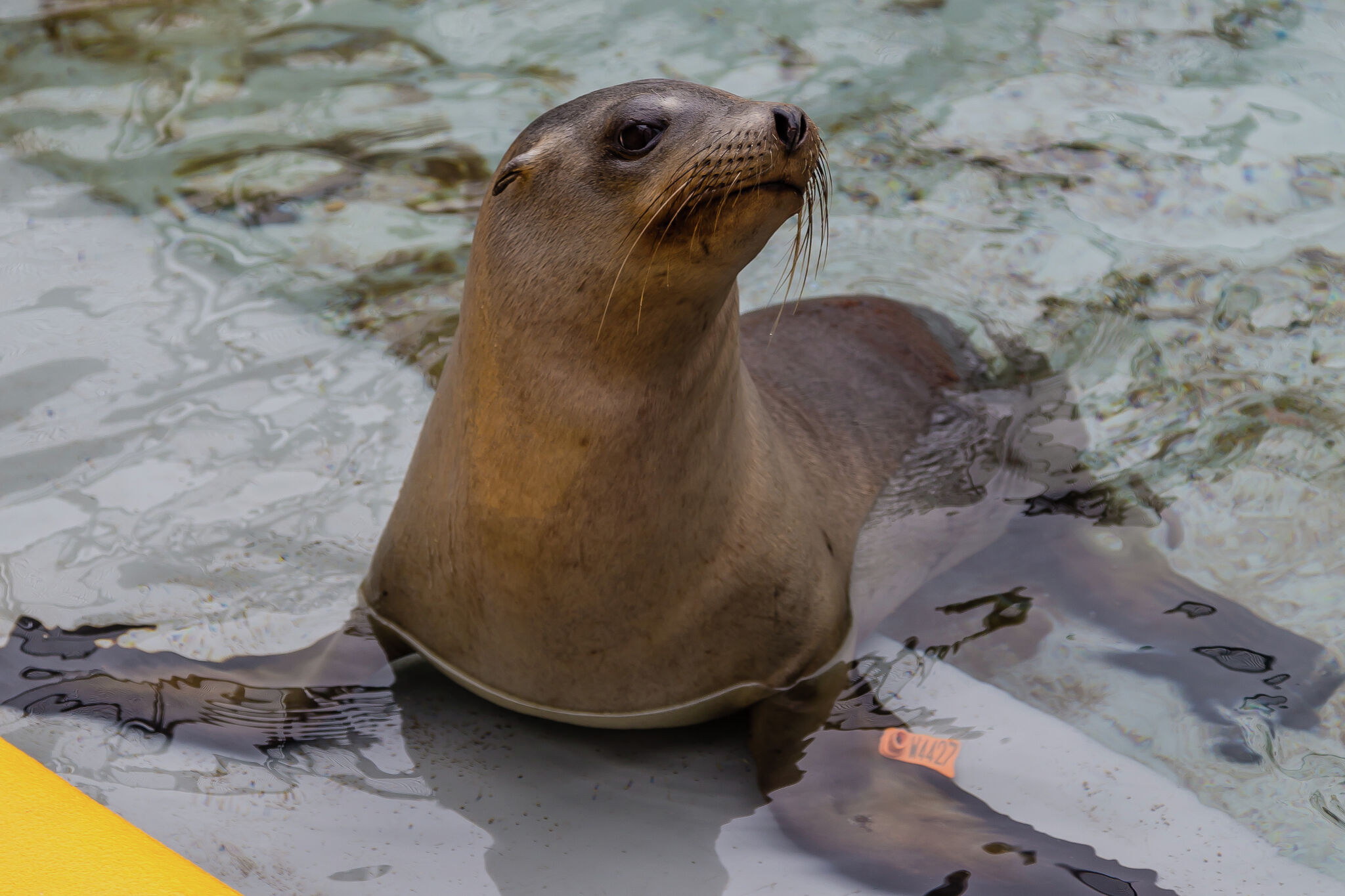 Sick Sea Lions Flood Shelters in California - WSJ