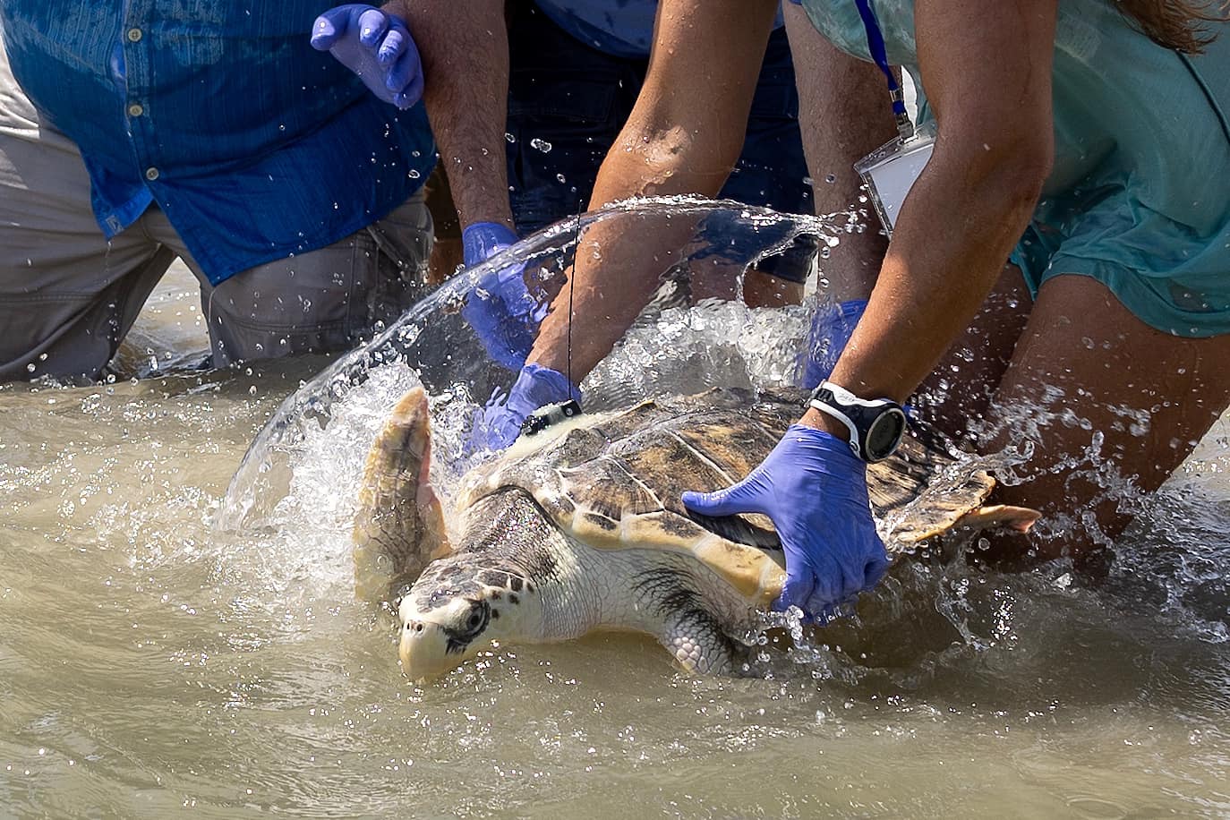 Texas sea turtle returned to Gulf after 10,000-mile journey