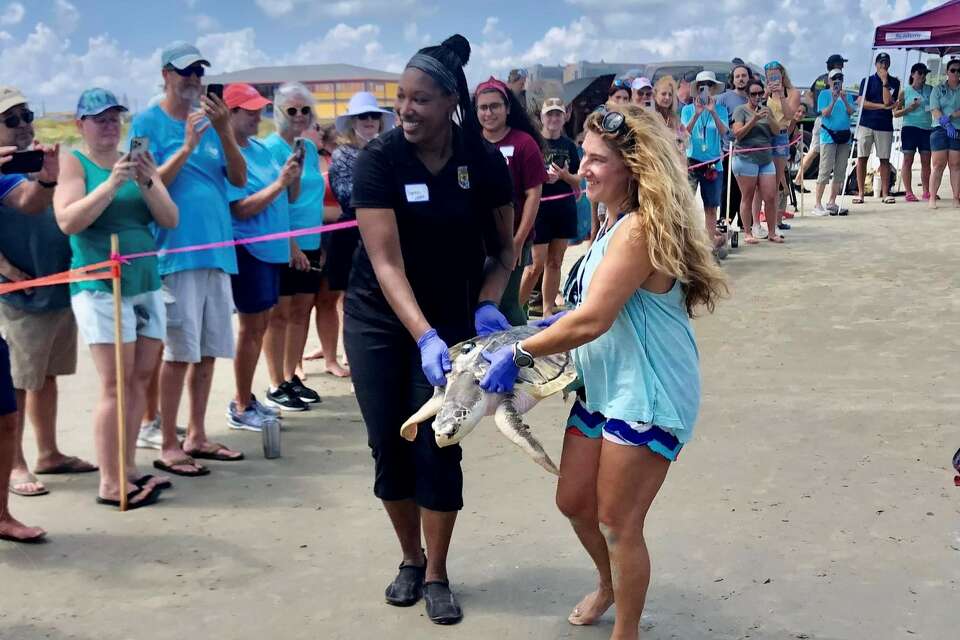 Texas sea turtle returned to Gulf after 10,000-mile journey