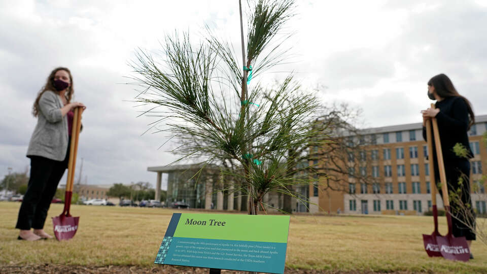 Mary Leigh Meyer, market coordinator, left, and Allison Rubino, intern, at Texas A&M AgriLife, hold shovels as they wait for participates to arrive for a ceremonial planting of the Moon Tree, shown center, at the Gardens at Texas A&M University Monday, Feb. 8, 2021 in College Station. To commemorate the 50th anniversary of Apollo 14, a loblolly pine, grafted from a Moon Tree that was planted from a seed that journeyed to the moon and back aboard Apollo 14 in 1971, was planted at the Gardens at Texas A&M University.