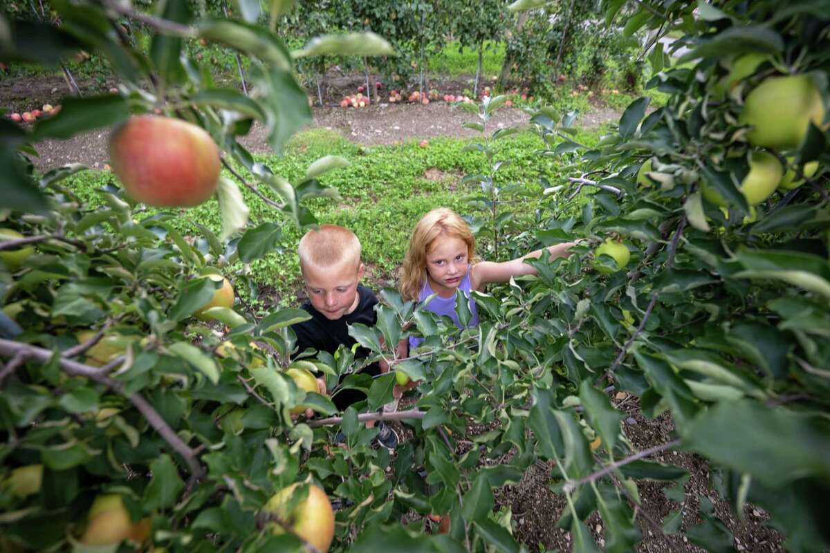 Albany area orchards see impact of lateMay freeze