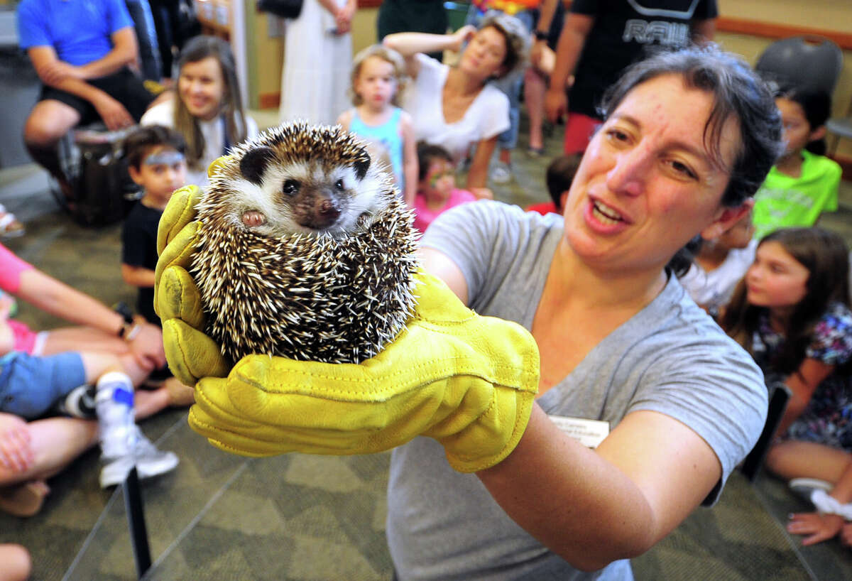 Photos Friends of the Cos Cob Library open house in Greenwich
