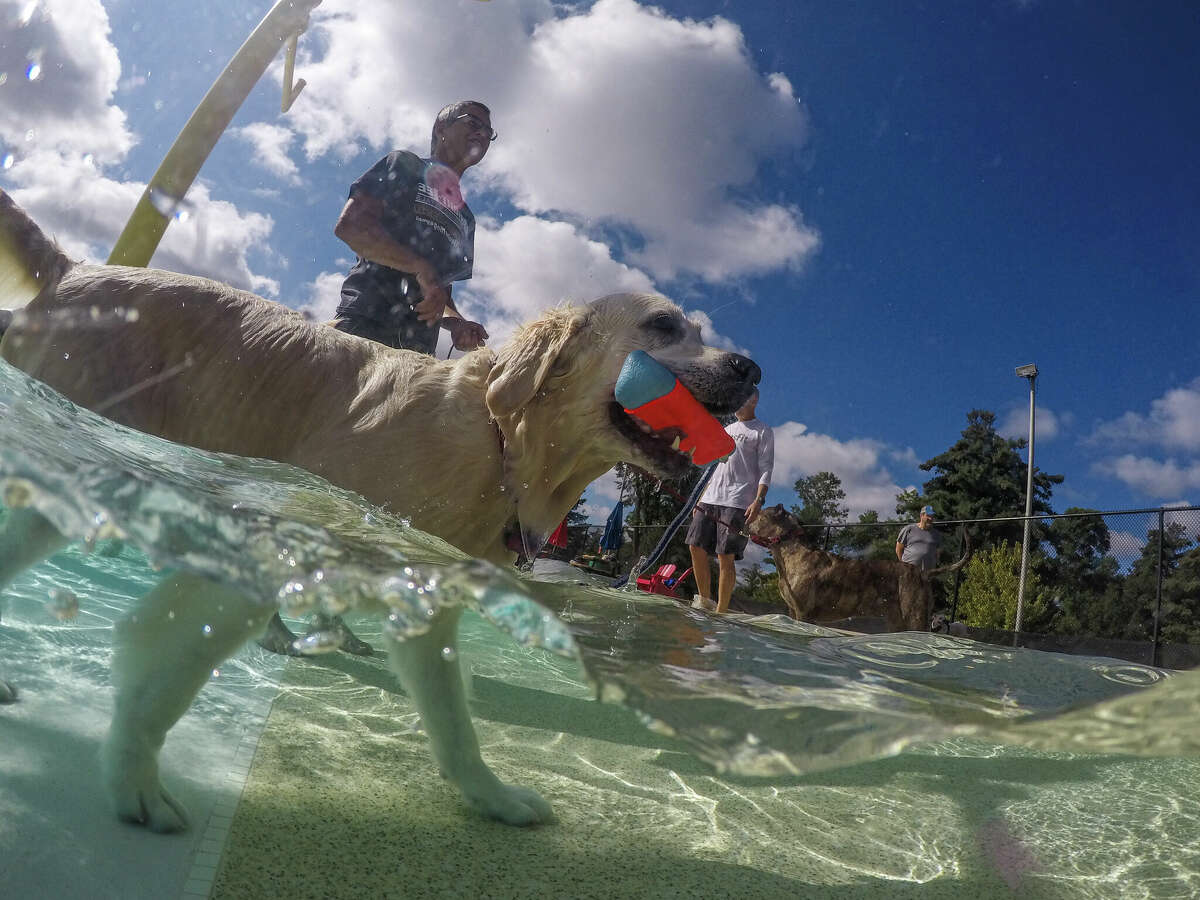 Remi the white lab enjoys playing fetch with her owner in the Plymouth Pool during her swim session.