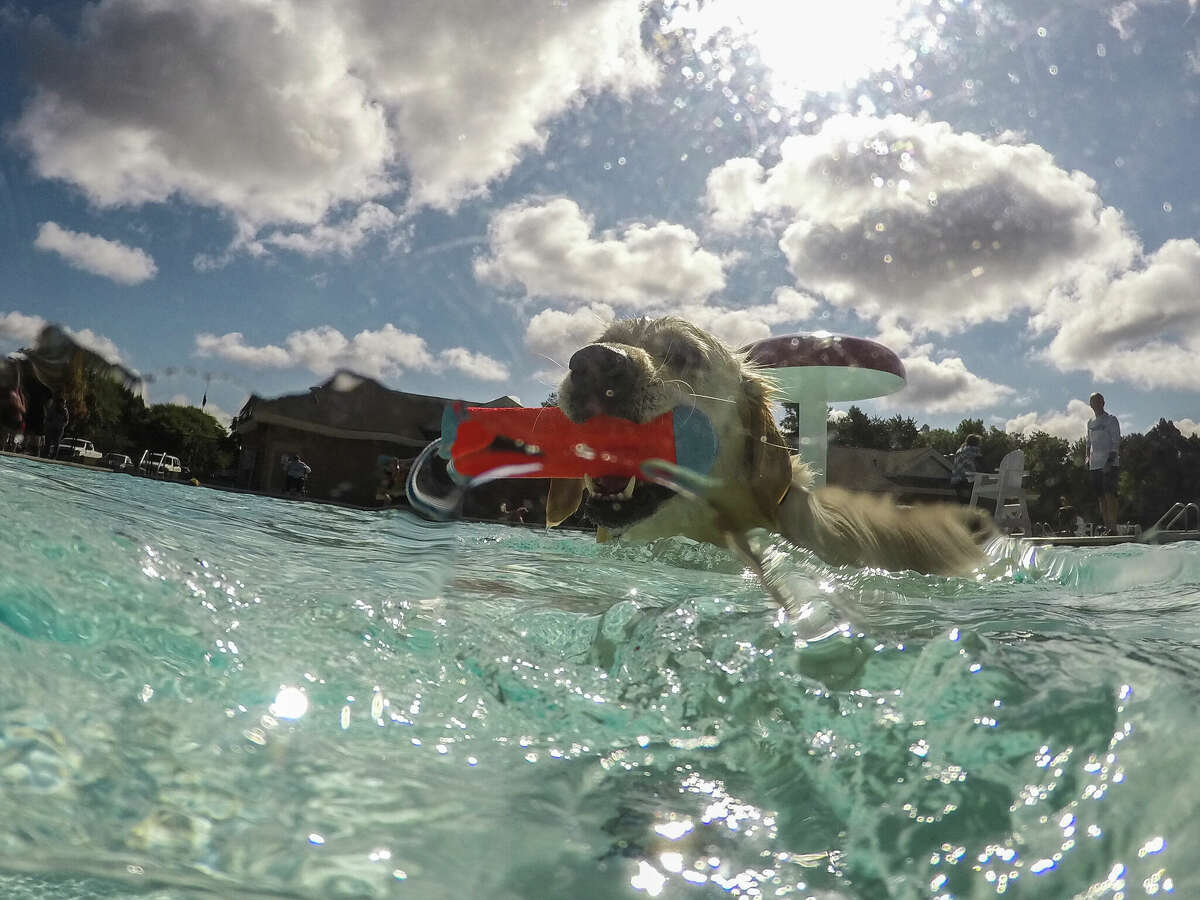 Stormi the white lab enjoys playing fetch with her owner in the Plymouth Pool during her swim session.