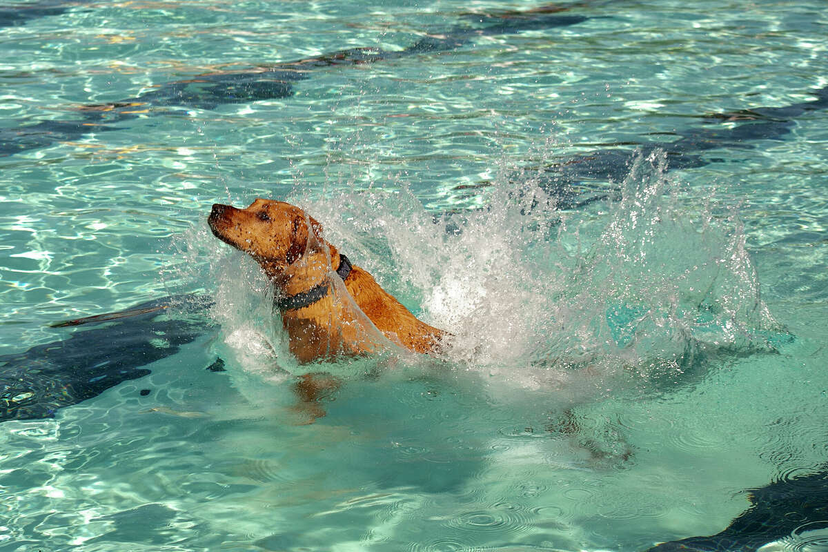 Gunnar makes a splash in Plymouth Pool.
