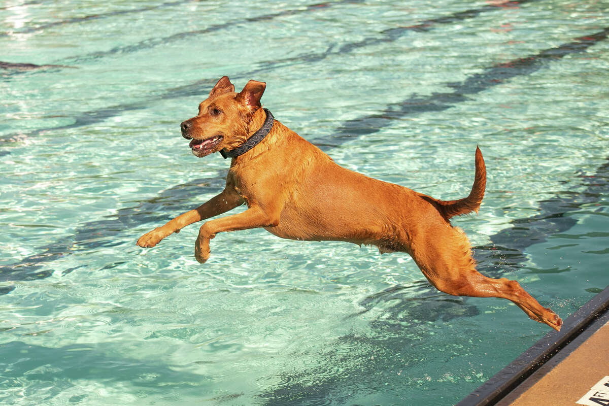 Gunnar makes a dive into Plymouth Pool at the Pooches at the Pool event on Saturday.