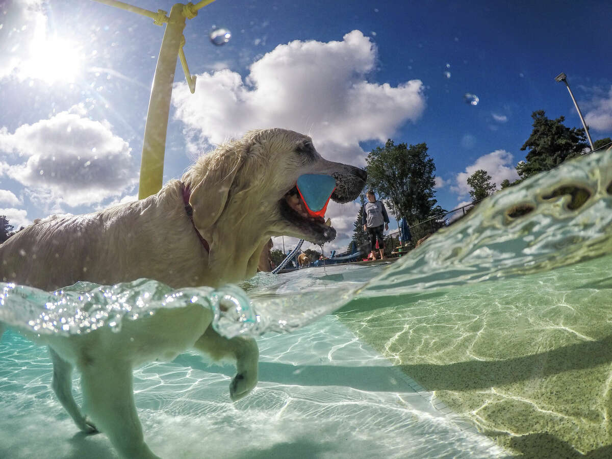 Remi the white lab enjoys playing fetch with her owner in the Plymouth Pool during her swim session.