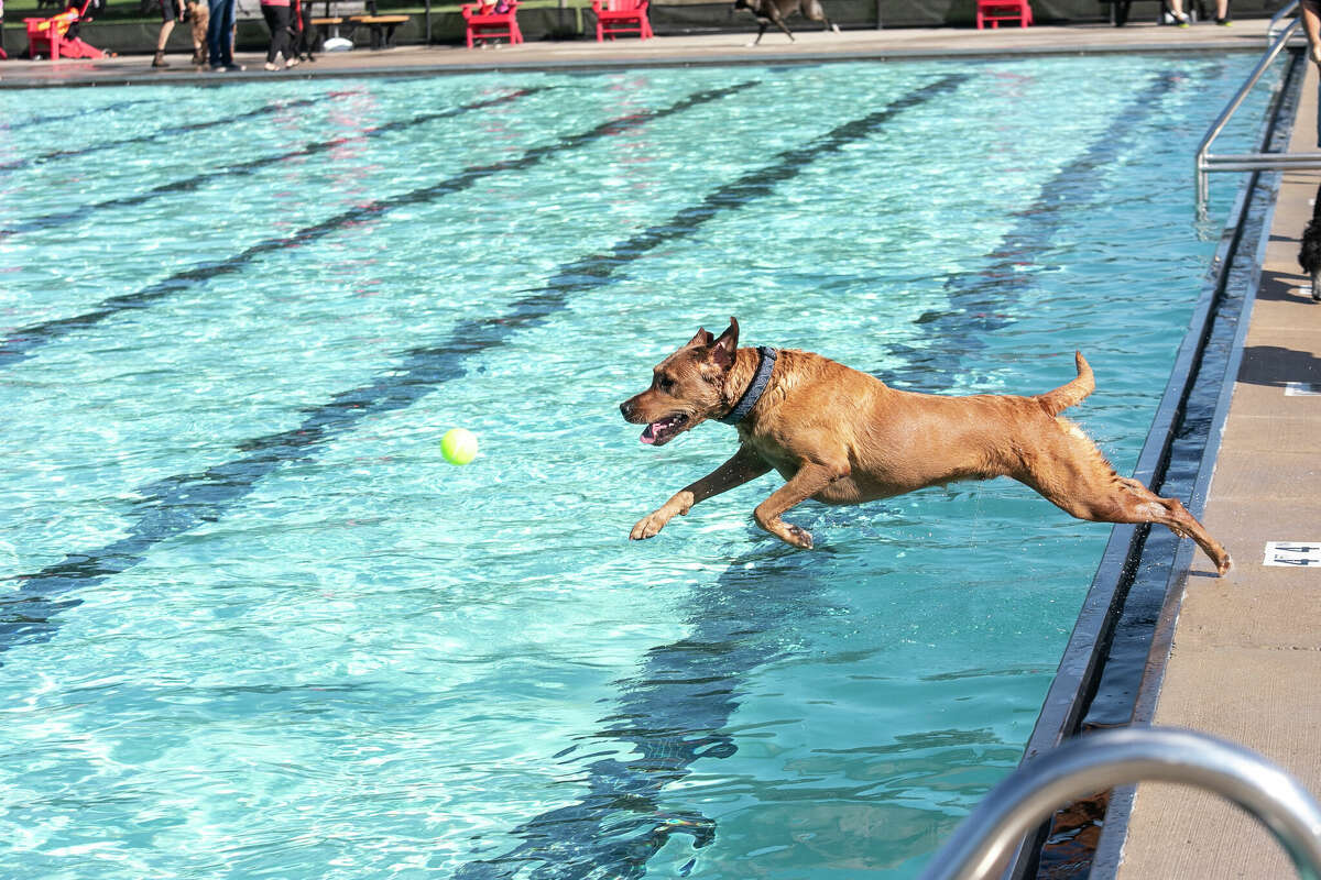 Gunnar chases a ball during a game of fetch at the Plymouth Pool Pooches at the Pool event.