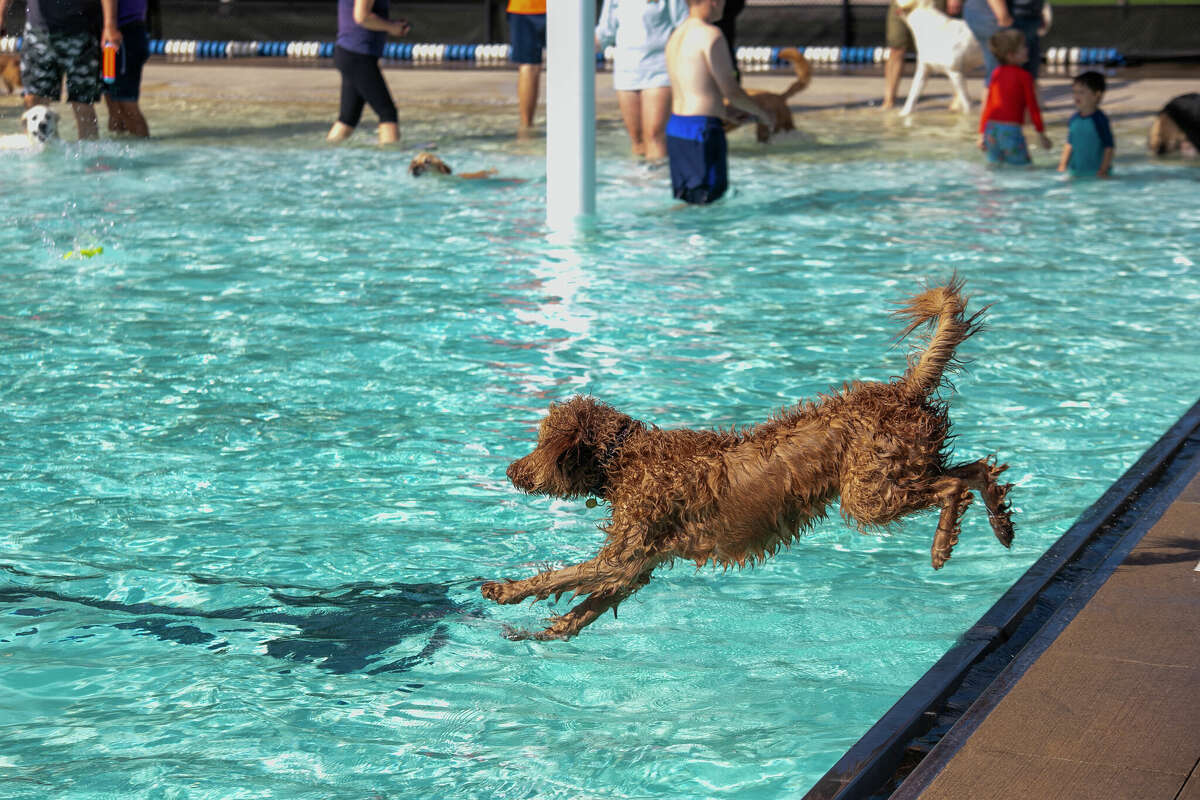 Piper jumps into the pool after a ball.