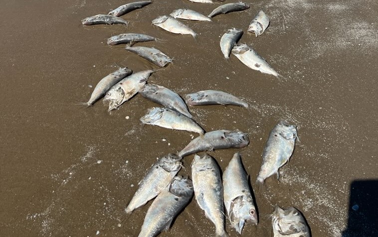 Hundreds of dead fish wash up along Texas Gulf Coast in Galveston