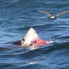 Sharks x Seals Mashup - Representing Bay Area and California