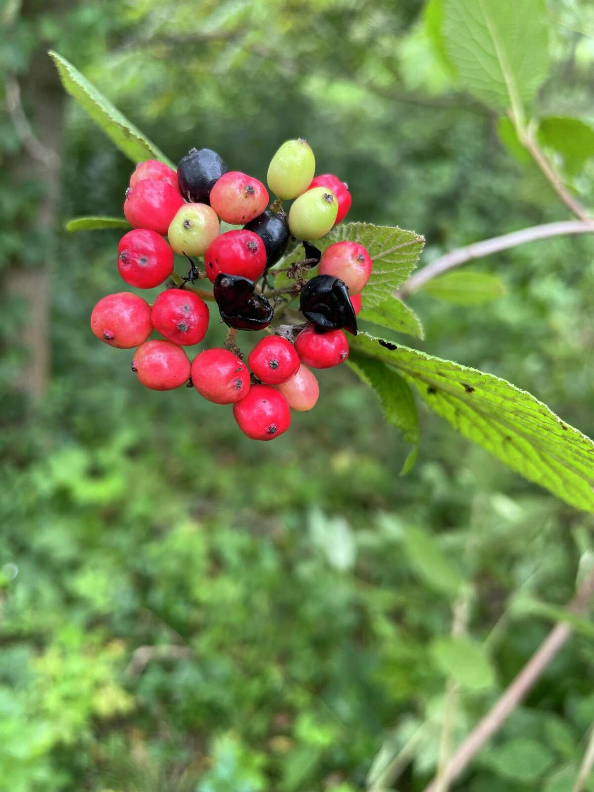 Trees with red berries: our favorite red berry trees