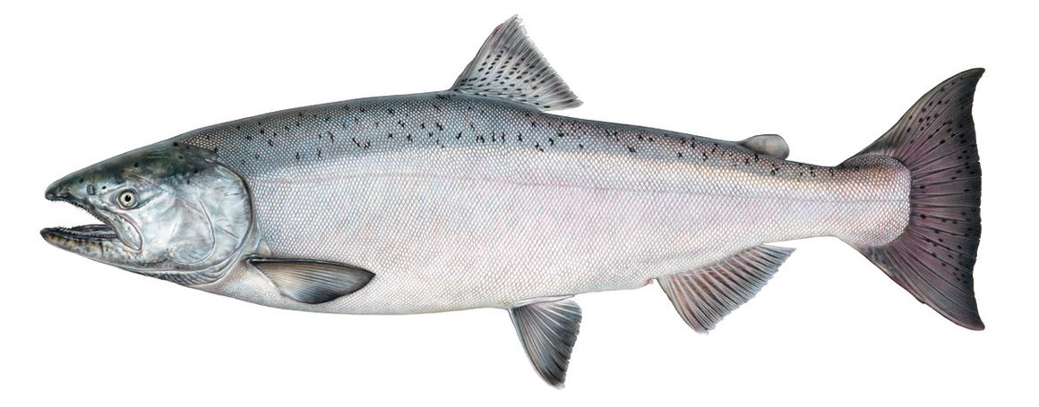 Chinook & Coho Salmon Fishing, September – November 2023 – Joe