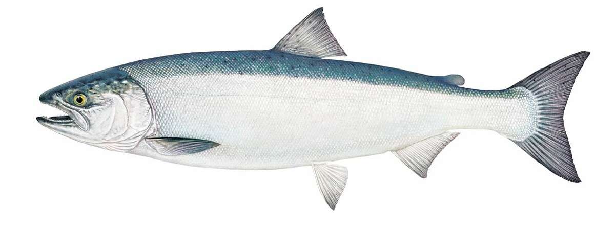 Coho salmon are native to the Pacific coast of North America. Michigan first began stocking cohos in 1966. The average weight of adults is 8 pounds.
