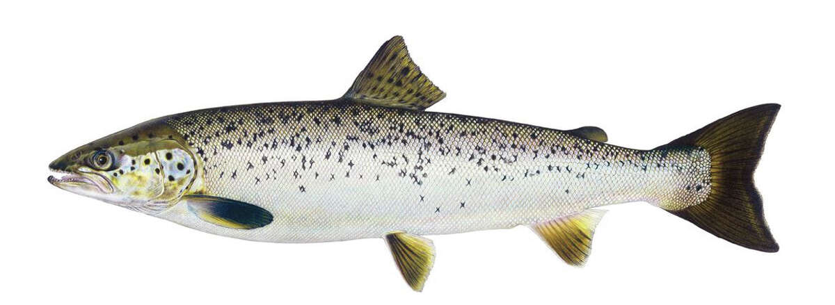 Atlantic salmon are native to the North Atlantic Ocean.  It was introduced to the Great Lakes in 1972. The average adult lake-run Atlantic salmon weighs 8-10 pounds.