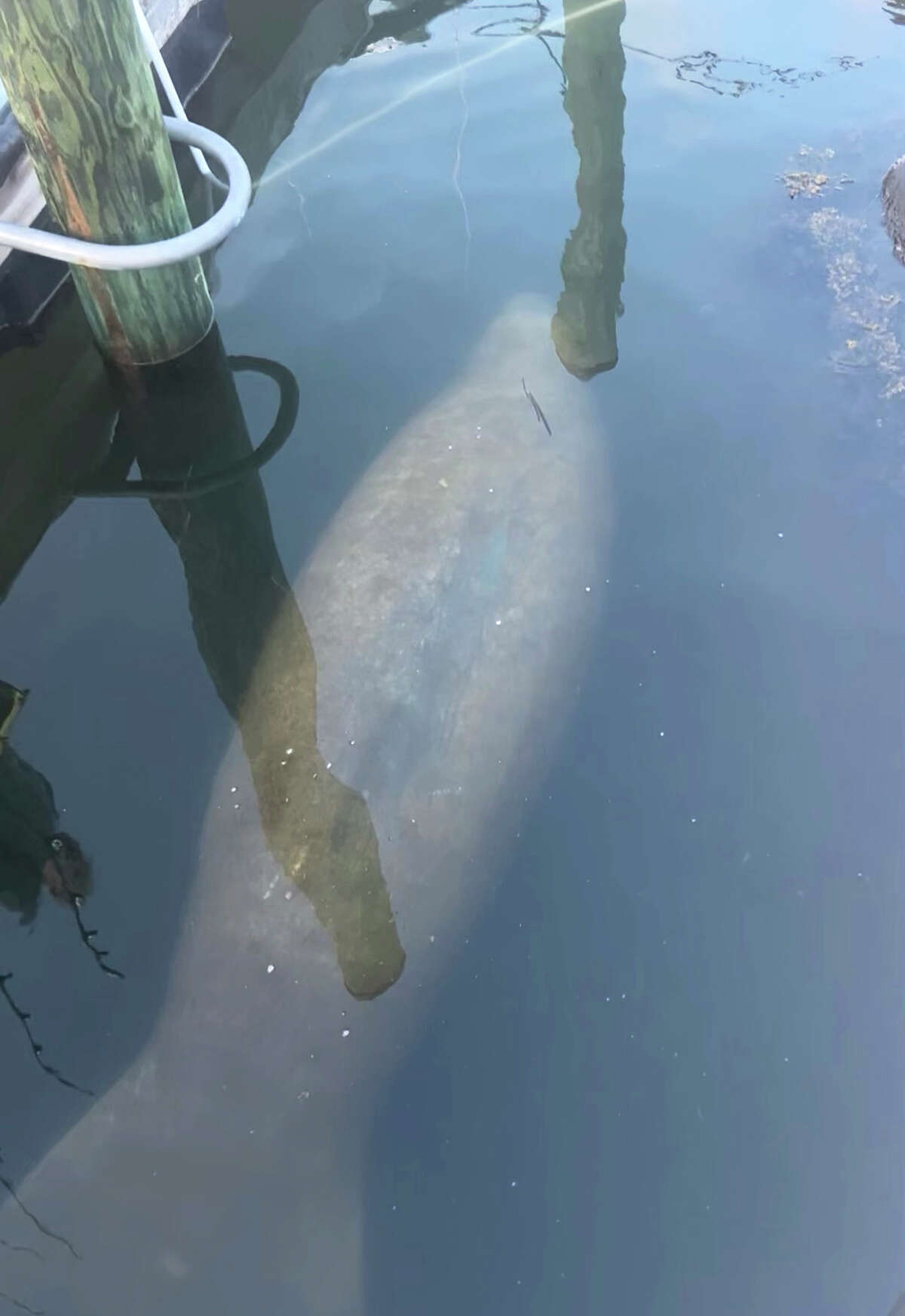 A Rhode Island manatee. The sea mammal native to Florida and the Gulf Coast was spotted recently in a coastal lagoon near the state border with Connecticut.