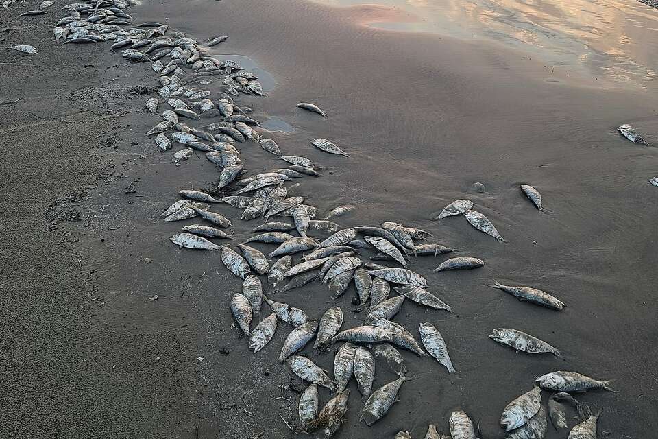 Why do dead fish keep washing up on Texas beaches?