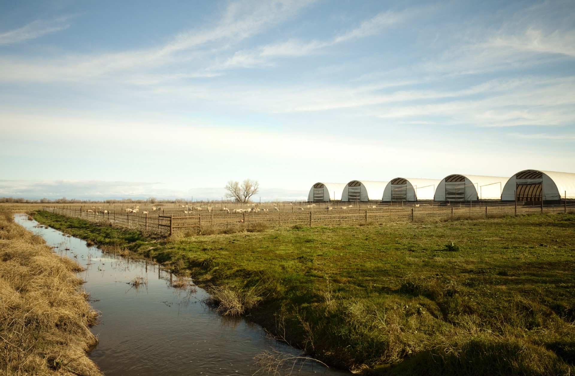 Rancho Llano Seco ceases pork production in California - San Francisco Chronicle