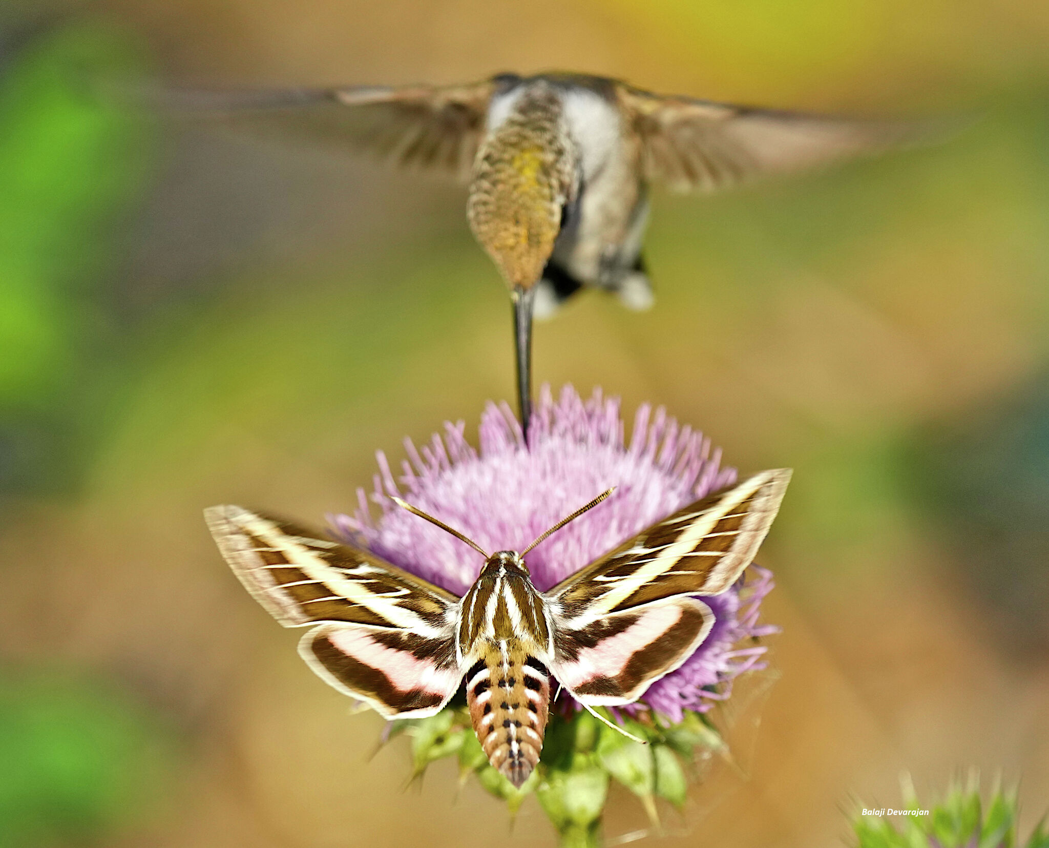 Giant moths that resemble hummingbirds appear all over the Bay Area