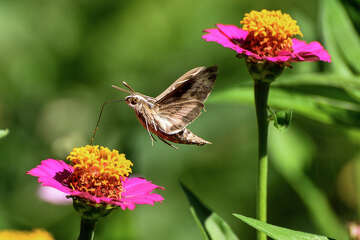 Huge insect that looks like a hummingbird is living in Texas