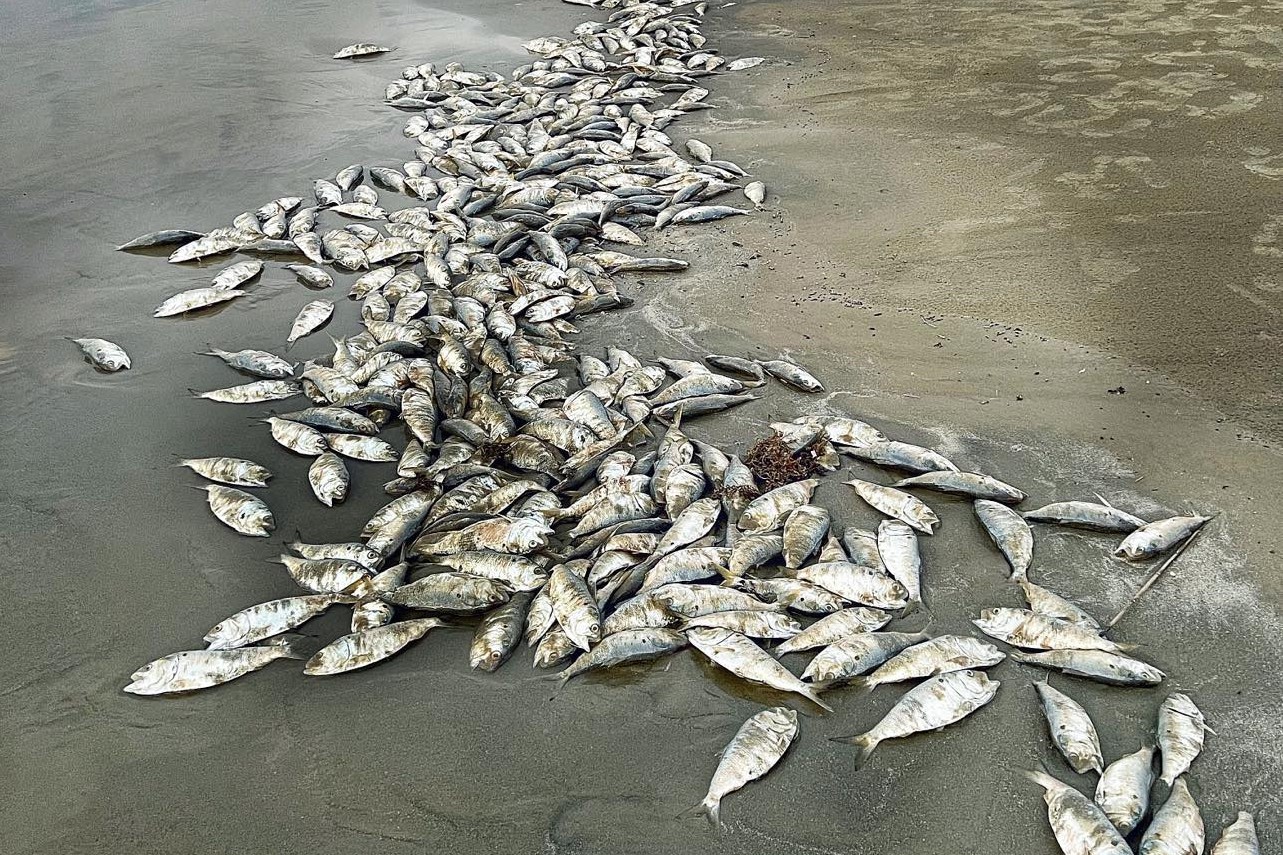 Why Do Dead Fish Keep Washing Up On Texas Beaches?