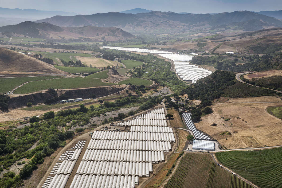 Rows of plastic hoop houses, generally used to grow agricultural crops such as rasberries and blueberries, have become popular shaded shelters to grow marijuana as viewed in this aerial photo taken over Santa Rosa Road on June 16, 2021, near Buellton, California.