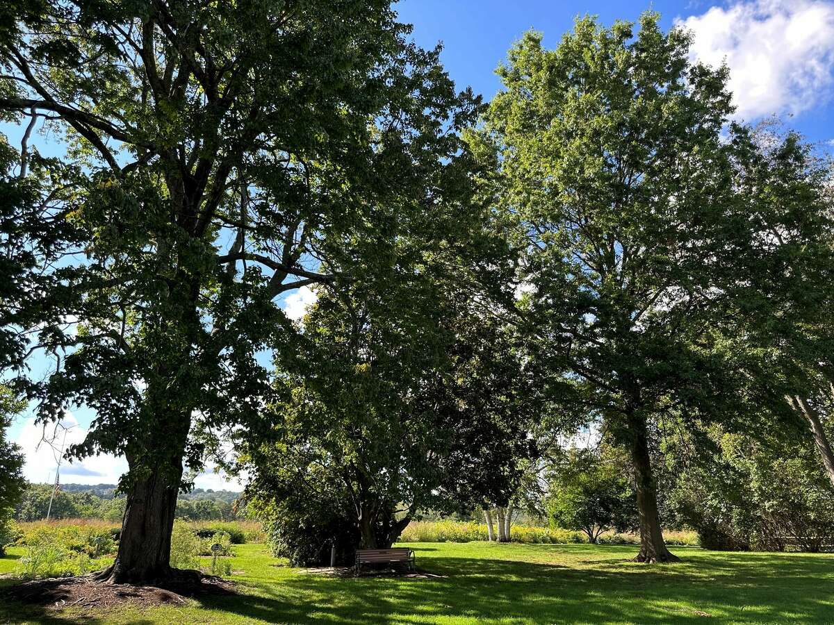 West Hartford park with 63 tree species earns arboretum status