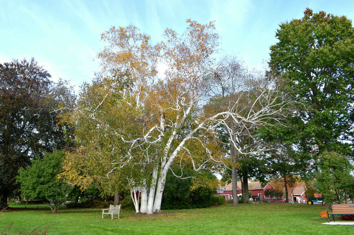 West Hartford park with 63 tree species earns arboretum status