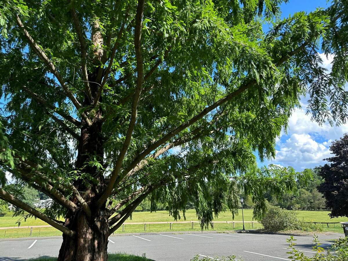 West Hartford park with 63 tree species earns arboretum status