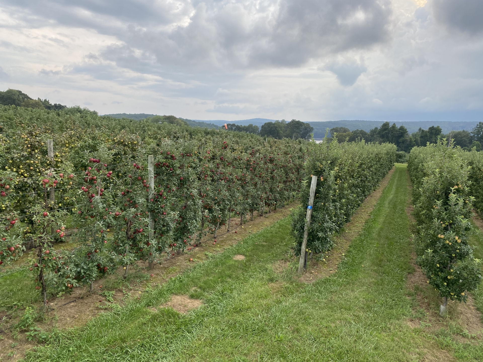 How the spring frost affected 2023 apple picking season in CT