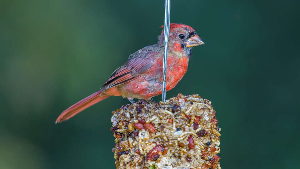 Young birds, like this northern cardinal, are molting their feathers this month. They will gradually discard old, worn feathers for fresh, new plumage. Photo Credit: Kathy Adams Clark. Restricted use.