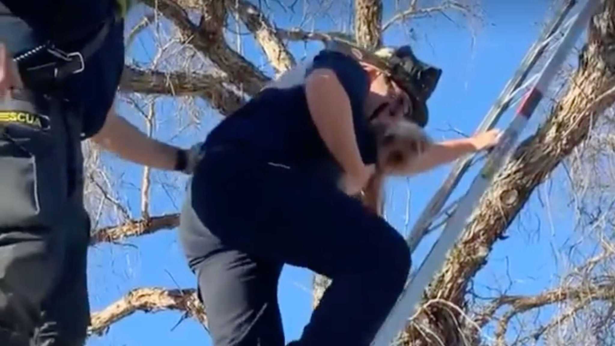 Video shows firefighters in California rescuing a dog from a tree