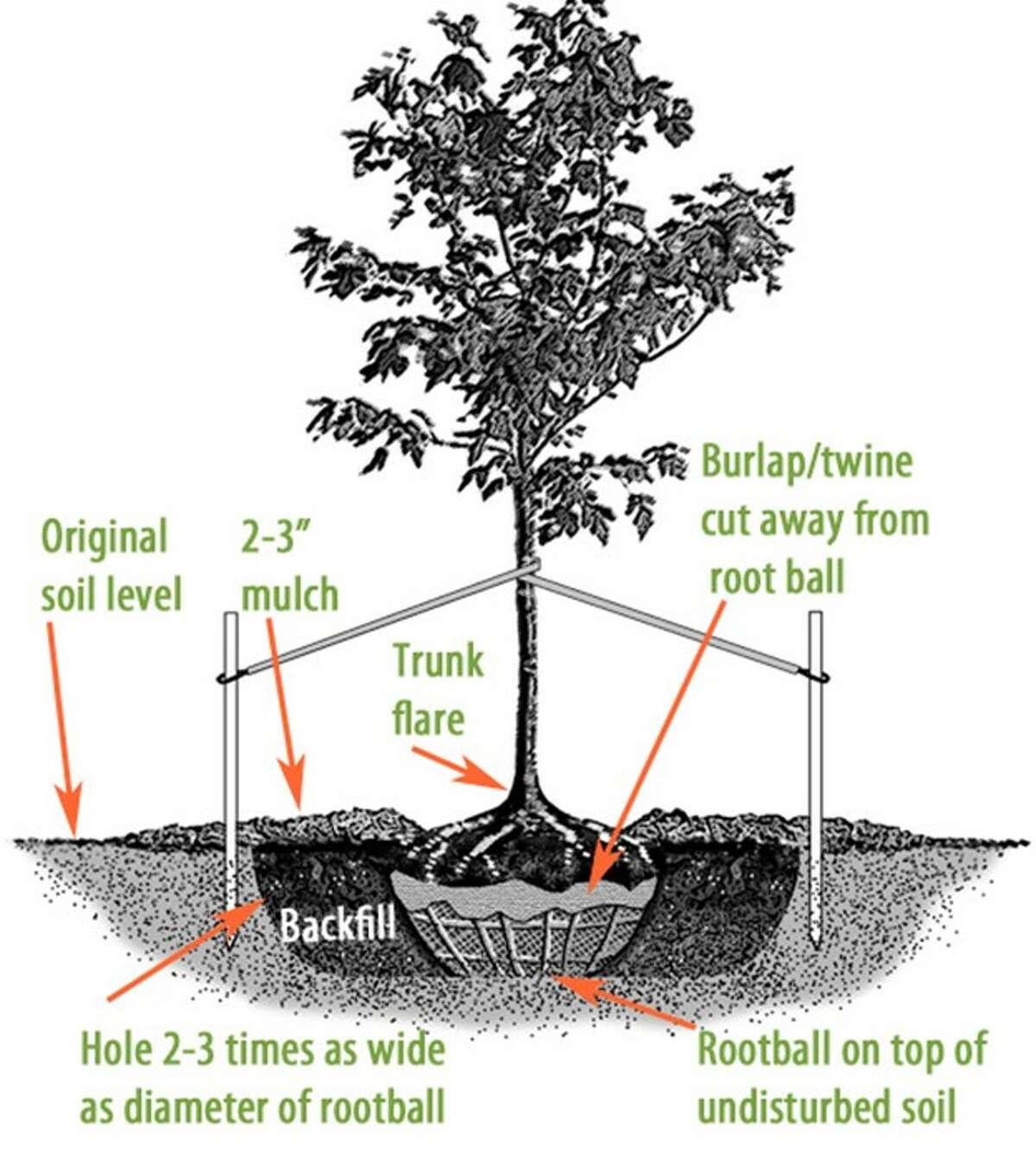 Cut Tree Root Ball