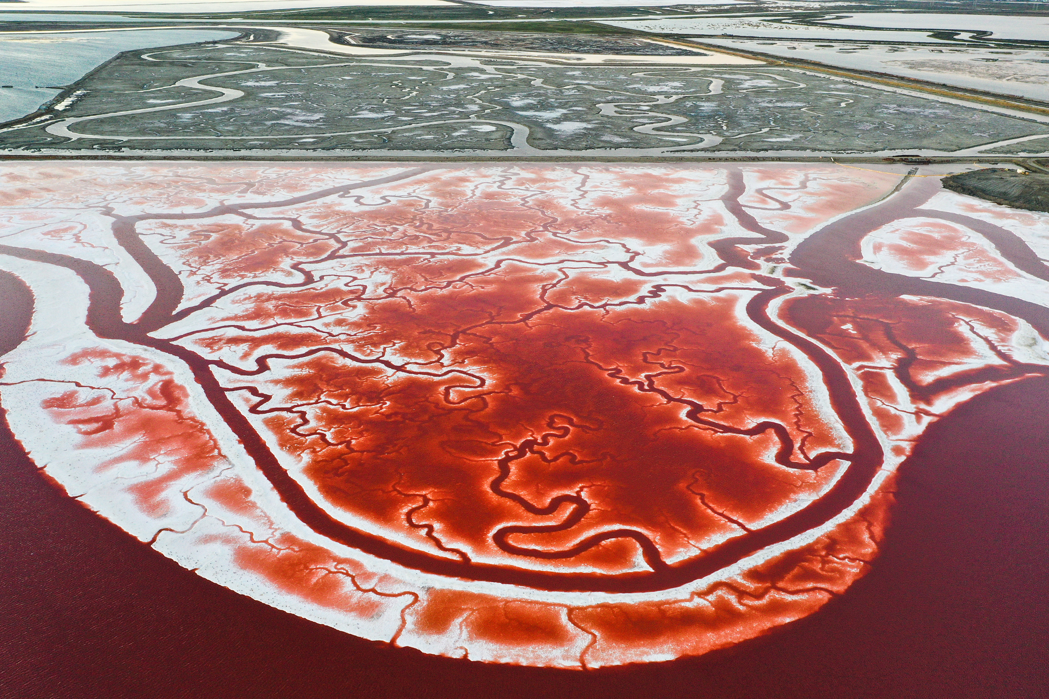 Why parts of San Francisco Bay turn pink every year