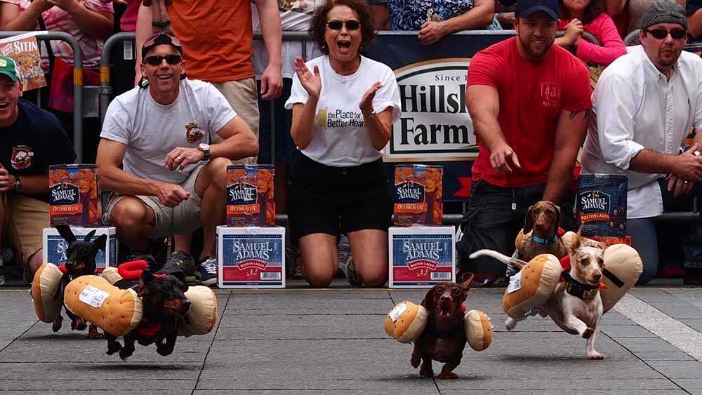 WATCH: 100 Wiener Dogs Race At Oktoberfest Zinzinnati