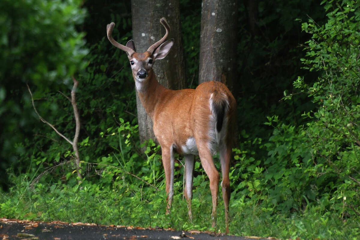 CT fall firearm deer hunting season to begin. Here's what to know